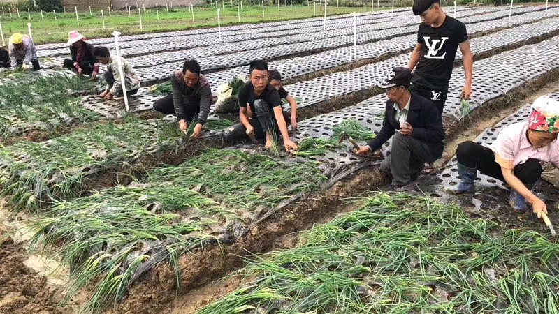 德昌供港小蔥今日正式開(kāi)始栽種 期待50天后的豐收！